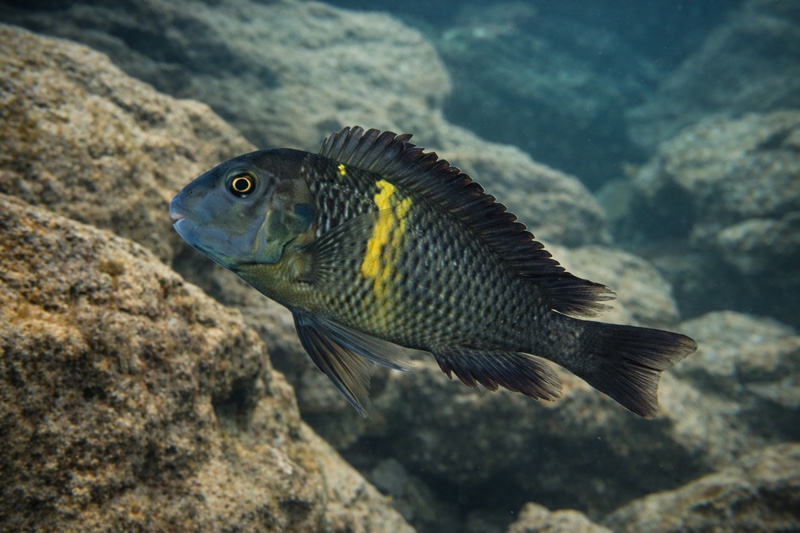Tropheus sp. 'black' Kifumbwe
